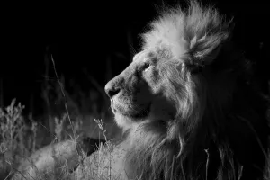 Male Marsh pride lion (Panthera leo) on a moonless night, Masai Mara, Kenya Male Marsh pride lion (Panthera leo) on a moonless night, Masai Mara, Kenya