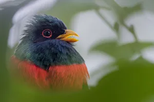 Male Masked trogon (Trogon personatus) portrait, Mindo, Pichincha, Ecuador Male Masked trogon (Trogon personatus) portrait, Mindo, Pichincha, Ecuador