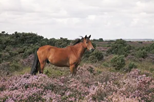 Male New Forest Pony looking alert and listening with ears pricked standing among Male New Forest Pony looking alert and listening with ears pricked standing among