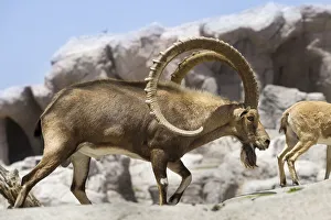 Male Nubian Ibex (Capra nubiana) at the Arabian Wildlife Centre captive-breeding project, Sharjah, United Arab Emirates Male Nubian Ibex (Capra nubiana) at the Arabian Wildlife Centre captive-breeding project, Sharjah, United Arab Emirates