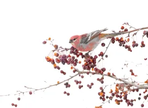 Male Pine grosbeak (Pinicola enucleator) perched on branch among Crabapple (Malus sp Male Pine grosbeak (Pinicola enucleator) perched on branch among Crabapple (Malus sp