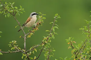 Male Red-backed shrike (Lanius collurio), Cantabria, Spain, August Male Red-backed shrike (Lanius collurio), Cantabria, Spain, August