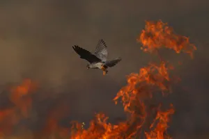 Male Red footed falcon (Falco vespertinus) hunting over burning steppe fields, Bagerova Steppe Male Red footed falcon (Falco vespertinus) hunting over burning steppe fields, Bagerova Steppe