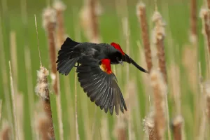 Male Red winged blackbird (Agelaius phoeniceus) taking off, New York, USA, May Male Red winged blackbird (Agelaius phoeniceus) taking off, New York, USA, May