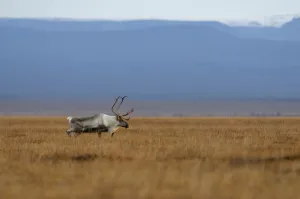Male Reindeer (Rangifer tarandus) on autumn tundra. Kronotsky Zapovednik Nature Reserve Male Reindeer (Rangifer tarandus) on autumn tundra. Kronotsky Zapovednik Nature Reserve