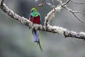 Male Resplendent Quetzal (Pharomachrus mocinno) in cloud forest. Los Quetzales National Park, Savegre River Valley Male Resplendent Quetzal (Pharomachrus mocinno) in cloud forest. Los Quetzales National Park, Savegre River Valley