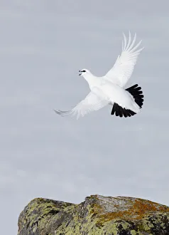 Male Rock ptarmigan (Lagopus mutus) vocalising whilst in flight, showing winter plumage Male Rock ptarmigan (Lagopus mutus) vocalising whilst in flight, showing winter plumage