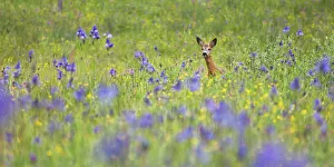Siberian Roe Deer Siberian Roe Deer