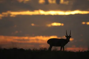 Male Saiga antelope (Saiga tatarica) silhouetted, Cherniye Zemli (Black Earth) Nature Reserve Male Saiga antelope (Saiga tatarica) silhouetted, Cherniye Zemli (Black Earth) Nature Reserve