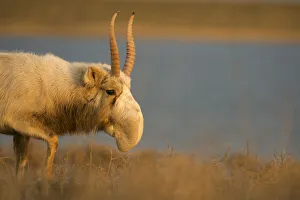 Male Saiga antelope (Saiga tatarica) in winter, The Black Lands National Park Male Saiga antelope (Saiga tatarica) in winter, The Black Lands National Park