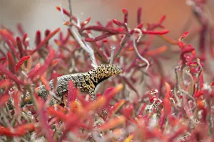 Male Santiago lava-lizard (Microlophus jacobi), among Galapagos carpetweed Male Santiago lava-lizard (Microlophus jacobi), among Galapagos carpetweed