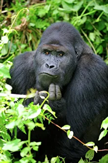 Male silverback Eastern lowland gorilla (Gorilla beringei graueri Male silverback Eastern lowland gorilla (Gorilla beringei graueri