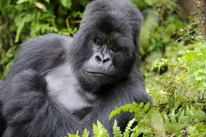 Male silverback Mountain gorilla (Gorilla beringei) resting, Volcanoes National Park Male silverback Mountain gorilla (Gorilla beringei) resting, Volcanoes National Park