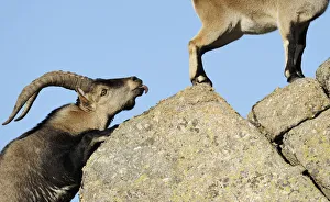 Male Spanish ibex (Capra pyrenaica) scenting air behind female with tongue, Sierra de Gredos Male Spanish ibex (Capra pyrenaica) scenting air behind female with tongue, Sierra de Gredos