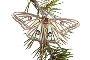 Male Spanish luna / Isabelline moth (Graellsia isabellina) on twig, Queyras Natural Park Male Spanish luna / Isabelline moth (Graellsia isabellina) on twig, Queyras Natural Park
