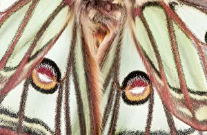 Male Spanish luna / Isabelline moth (Graellsia isabellina) close-up of wings, France Male Spanish luna / Isabelline moth (Graellsia isabellina) close-up of wings, France