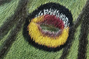 Male Spanish moon moth (Graellsia isabellae) close up of forewing eyespot, Switzerland Male Spanish moon moth (Graellsia isabellae) close up of forewing eyespot, Switzerland