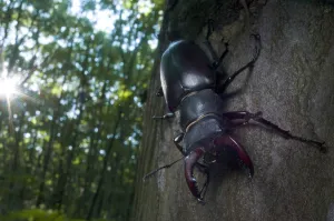 Male Stag beetle {Lucanus cervus} tree trunk, Codrii Reserve, Central Moldova, June Male Stag beetle {Lucanus cervus} tree trunk, Codrii Reserve, Central Moldova, June