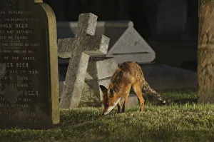 Male urban Red fox (Vulpes vulpes) sniffing ground near graves, West London cemetery Male urban Red fox (Vulpes vulpes) sniffing ground near graves, West London cemetery
