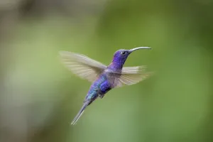 Male Violet Sabrewing (Campylopterus hemileucurus) hovering / in flight sequence Male Violet Sabrewing (Campylopterus hemileucurus) hovering / in flight sequence