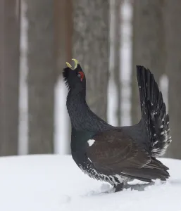 Male Western capercaillie (Tetrao urogallus) calling during lek mating, Finland. March Male Western capercaillie (Tetrao urogallus) calling during lek mating, Finland. March