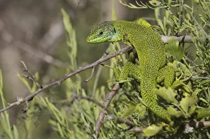 Male Western green lizard (Lacerta bilineata) warming up, San Marino, May 2009 Male Western green lizard (Lacerta bilineata) warming up, San Marino, May 2009