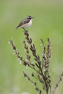 Male Whinchat (Saxicola saxicola) perched, Lithuania, May 2009 Male Whinchat (Saxicola saxicola) perched, Lithuania, May 2009