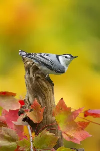 Male White breasted nuthatch (Sitta carolinensis) perched on stump, New York, USA, October Male White breasted nuthatch (Sitta carolinensis) perched on stump, New York, USA, October