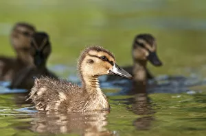 Mallard (Anas platyrhynchos) ducklings, Bradfield Nature Reserve, Berkshire, England Mallard (Anas platyrhynchos) ducklings, Bradfield Nature Reserve, Berkshire, England