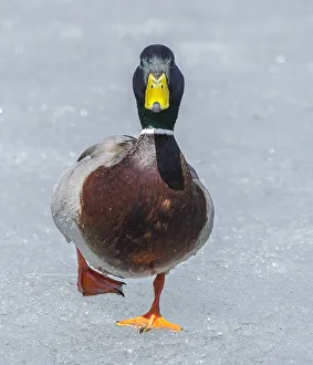 Mallard (Anas platyrhynchos) walking on ice, Acadia National Park, Maine, USA, April Mallard (Anas platyrhynchos) walking on ice, Acadia National Park, Maine, USA, April