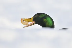 Mallard Duck (Anas platyrhynchos) with bread in snow. Perthshire, Scotland, January Mallard Duck (Anas platyrhynchos) with bread in snow. Perthshire, Scotland, January