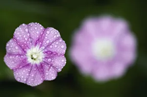 Mallow leaved bindweed (Convolvulus althaeoides) flowers covered in raindrops Mallow leaved bindweed (Convolvulus althaeoides) flowers covered in raindrops