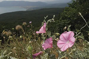 Mallow leaved bindweed (Convolvulus althaeoides) flowers in a mountain pasture above Mallow leaved bindweed (Convolvulus althaeoides) flowers in a mountain pasture above