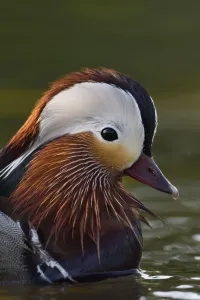 Mandarin duck (Aix galericulata) male swimming on water in the Beijing area, China, May Mandarin duck (Aix galericulata) male swimming on water in the Beijing area, China, May