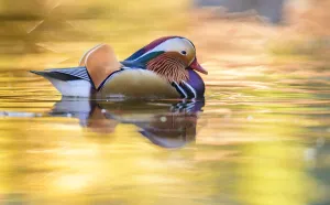 Mandarin duck (Aix galericulata) male swimming with autumn colours reflected in the water Mandarin duck (Aix galericulata) male swimming with autumn colours reflected in the water