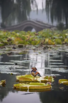 2020 november highlights/mandarin duck aix galericulata lilypad 2020 november highlights/mandarin duck aix galericulata lilypad