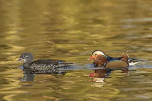 Mandarin duck (Aix galericulata) male female pair, Reddish Vale Country Park, Greater Manchester Mandarin duck (Aix galericulata) male female pair, Reddish Vale Country Park, Greater Manchester