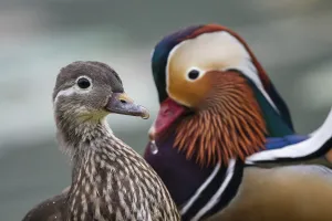 Mandarin duck (Aix galericulata) male female pair, Yuyuantan Park, Beijing, China Mandarin duck (Aix galericulata) male female pair, Yuyuantan Park, Beijing, China