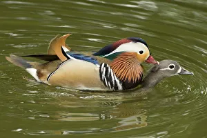 Mandarin duck (Aix galericulata) pair mating on lake. Shanghai Zoo, China Mandarin duck (Aix galericulata) pair mating on lake. Shanghai Zoo, China