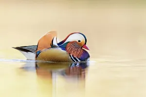Mandarin duck (Aix galericulata) reflected in water. Richmond Park, London, England, UK Mandarin duck (Aix galericulata) reflected in water. Richmond Park, London, England, UK