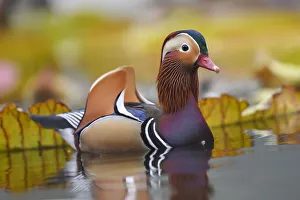 Mandarin duck (Aix galericulata) Yuyuantan Park, Beijing, China Mandarin duck (Aix galericulata) Yuyuantan Park, Beijing, China