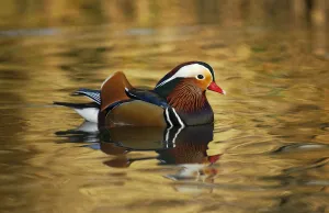 Mandarin duck drake (Aix galericulata) floating on colourful water, Southwest London, UK Mandarin duck drake (Aix galericulata) floating on colourful water, Southwest London, UK