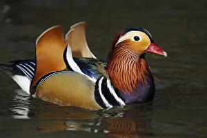 Mandarin duck drake (Aix galericulata) on the water, showing orange sail' Mandarin duck drake (Aix galericulata) on the water, showing orange sail'