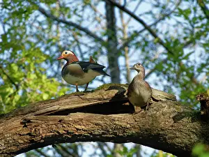 Quercus Robur Species Prints: Mandarin ducks (Aix galericulata)