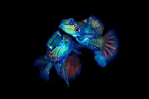 Mandarinfish (Synchiropus splendidus) pair spawning Mandarinfish (Synchiropus splendidus) pair spawning