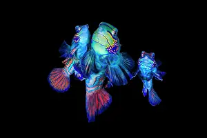 Saltwater Animal Behaviour Prints: Mandarinfish (Synchiropus splendidus) pair spawning, with another female close by