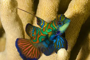 Mandarinfish (Synchiropus splendidus) Yap, Micronesia Mandarinfish (Synchiropus splendidus) Yap, Micronesia
