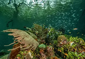 Coral Reef Biodiversity Prints: Mangrove ecosystem with algae (Halimeda)