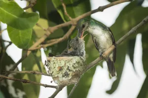 Mangrove hummingbird (Amazilia boucardi) female feeding chicks in nest, Pacific coast Mangrove hummingbird (Amazilia boucardi) female feeding chicks in nest, Pacific coast