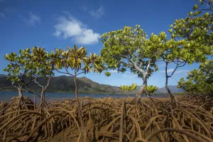 Mangroves on Tupeti Island, Southern Lagoon, Forgotten Coast, Lagoons of New Caledonia Mangroves on Tupeti Island, Southern Lagoon, Forgotten Coast, Lagoons of New Caledonia